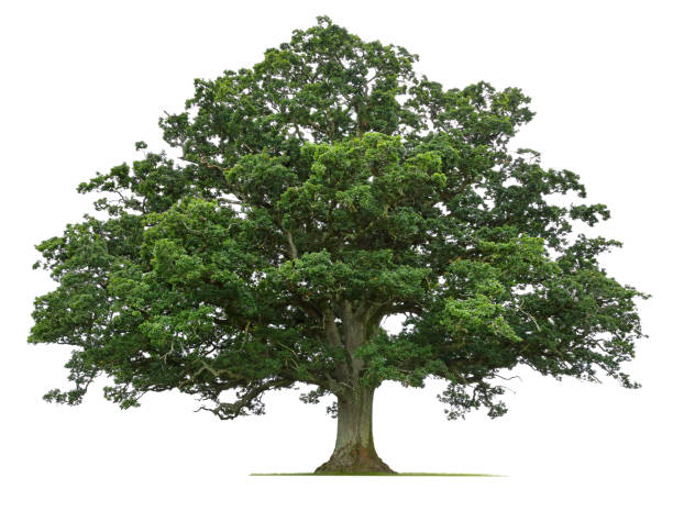 quercia matura isolata su sfondo bianco - lone tree foto e immagini stock
