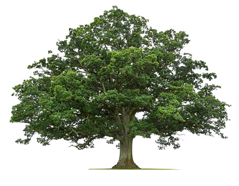 A mature oak tree isolated on a white background