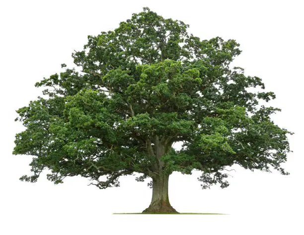 Photo of Mature Oak Tree Isolated On White Background