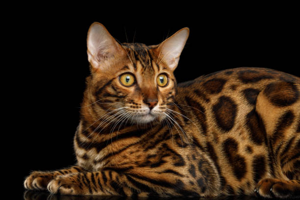 istock Bengal Cat isolated on Black Background 819476450