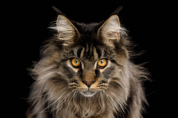 portrait of maine coon cat on black background - maine coon cat imagens e fotografias de stock