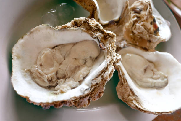 istock Close up of oysters on plate. 819484226