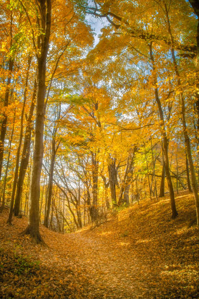 istock Fall Leaves at Pewits Nest, Baraboo, Wisconsin, USA 819484268