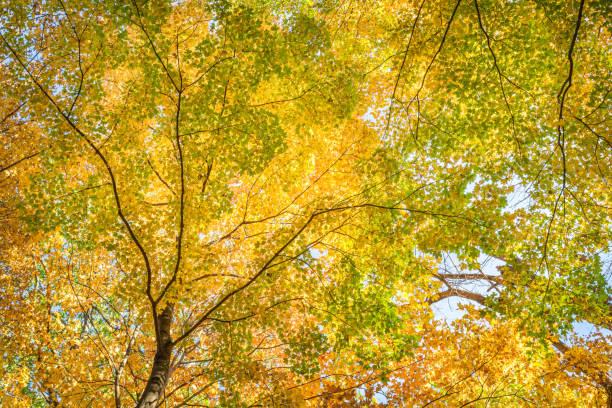Fall Leaves at Pewits Nest, Baraboo, Wisconsin, USA