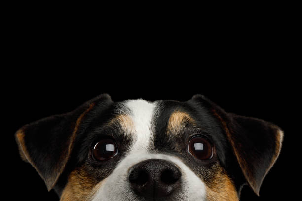 jack russell terrier dog sur fond noir - poking nose in photos et images de collection