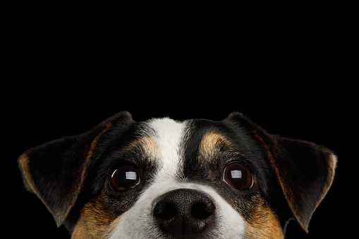 Closeup Portrait of Peeking Jack Russell Terrier Dog poking his nose isolated on Black background