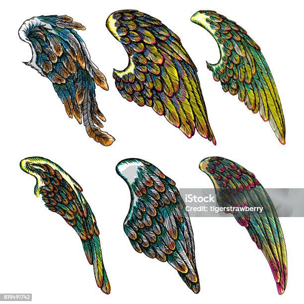 Set Of Colourful Bird Wings Of Different Shape In Open Position Isolated On White Background Colorful Angel Wings Hand Drawing Sketch Hipster Tattoo Or Vintage Body Art Concept Vector Stock Illustration - Download Image Now