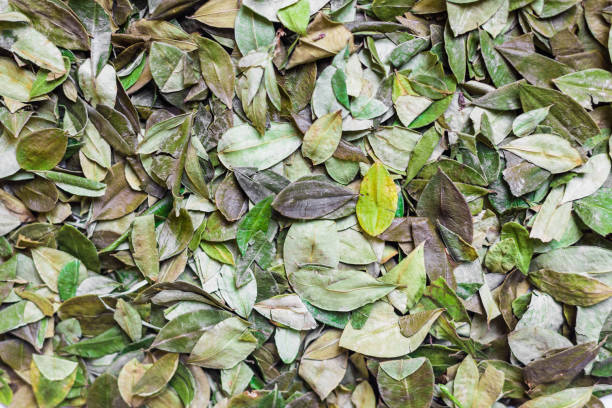 assortment of coca tree leaves. food and ethnic background pattern - witchcraft heights imagens e fotografias de stock