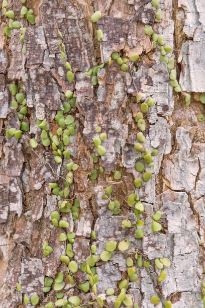 istock Dischidia ruscifolia or million hearts plant on tree 819498414