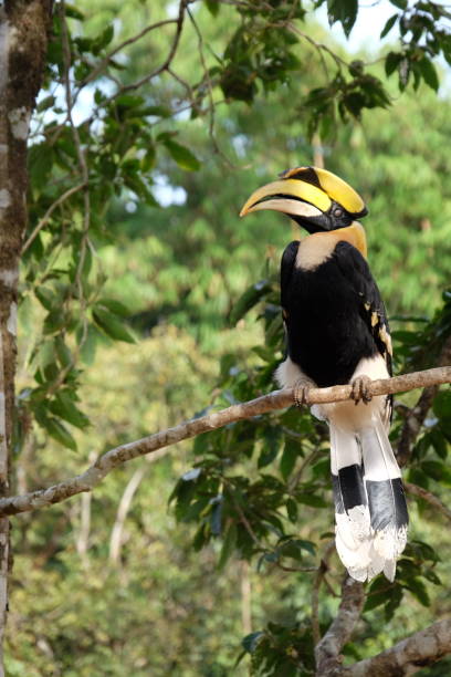 istock Buceros bicornis. great pied hornbill 819503852