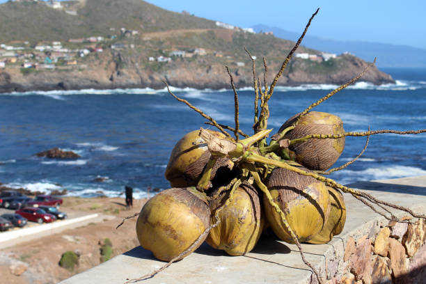 Brunch of coconuts over seascape background, La Bufadora, Ensenada, Mexico