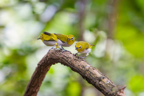 istock Oriental White-eye Bird of Thailand 819506972
