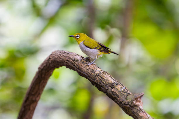 istock Oriental White-eye Bird of Thailand 819507246