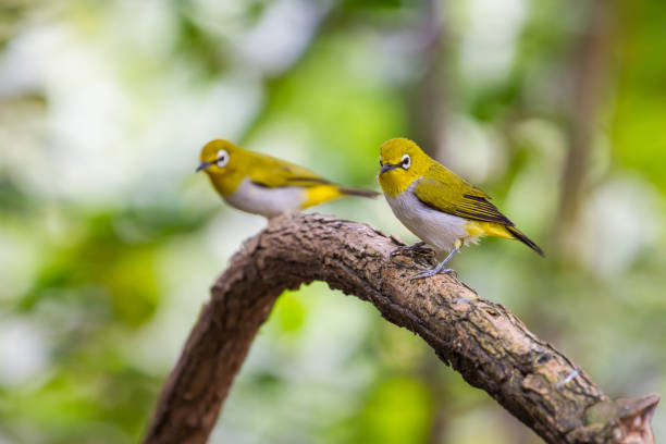 istock Oriental White-eye Bird of Thailand 819507264
