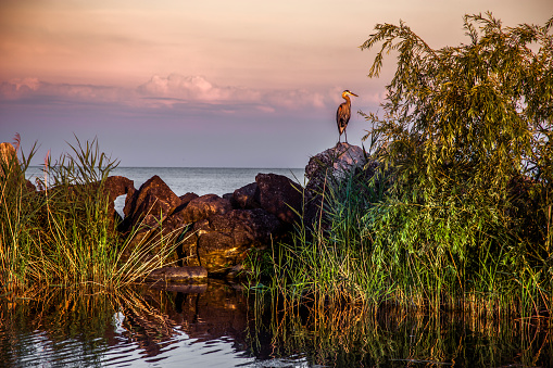 A blue heron sits along the shore of Lake Erie as the sun sets.