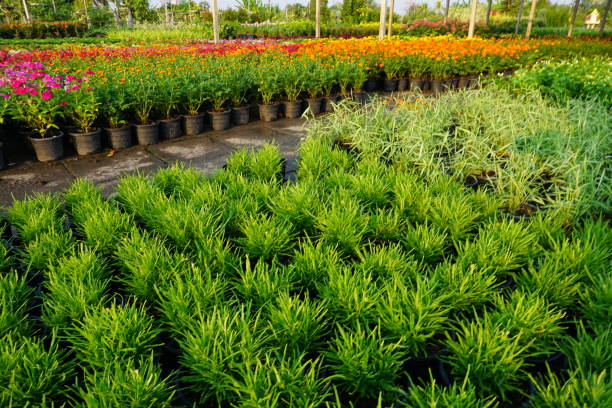 Formal Garden, Market, Springtime, Store, Summer