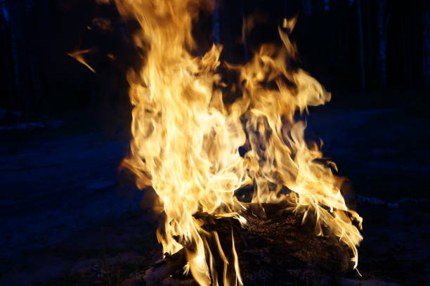 istock Bright flame of fire from birch bark and firewood in the evening forest 819518700