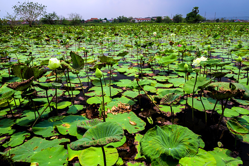 Freshness and wilted leaves in the lotus farm field