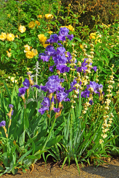 istock flower bed with violet irises and yellow roses 819526432