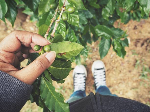 Selfie of coffee plant with shoes
