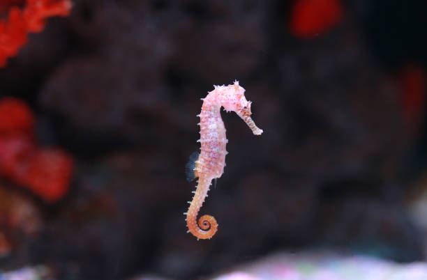 istock seahorse (Hippocampus) swimming. 819548584