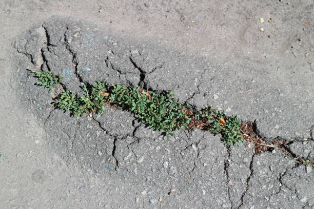 Live green grass break up the gray asphalt road.