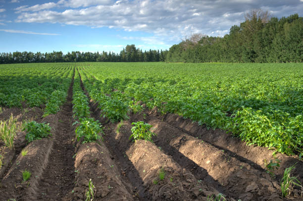 istock View to Potato field  in sunny day 819550838