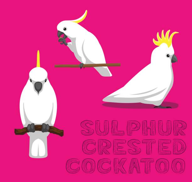 papagei, dass schwefel crested cockatoo cartoon-vektor-illustration - cockatoo stock-grafiken, -clipart, -cartoons und -symbole