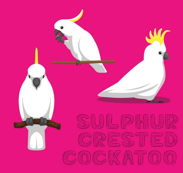 papuga siarka-crested cockatoo cartoon vector ilustracja - sulphur crested cockatoo stock illustrations