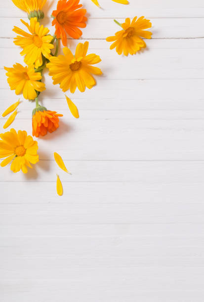 istock Calendula (Marigold) herbal tea  on white wooden table 819565298