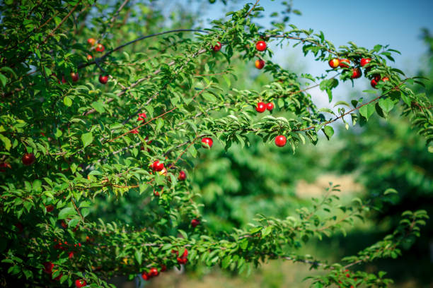 istock Fresh organic nectarines on the tree. Ripe nectarines 819568654