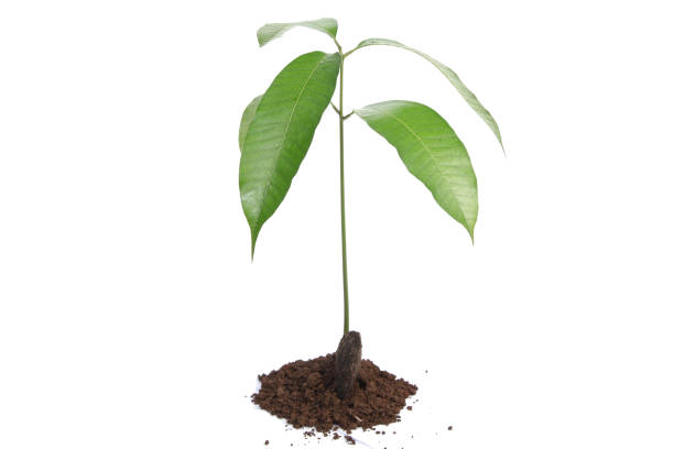 istock Mango seedling with seed and fresh leaves isolated on white 819568794