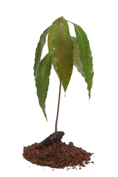 istock Mango seedling with seed and fresh leaves isolated on white 819568894
