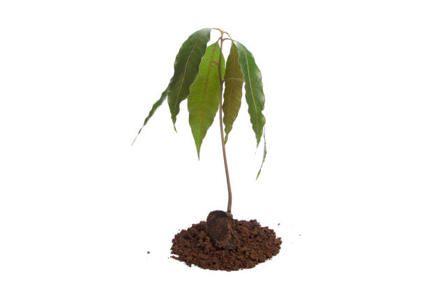 istock Mango seedling with seed and fresh leaves isolated on white 819568922