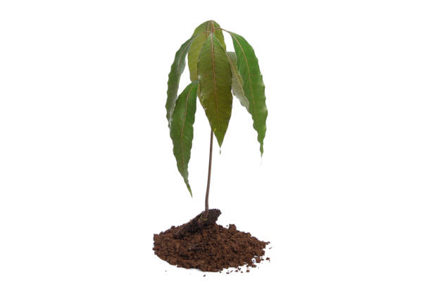 istock Mango seedling with seed and fresh leaves isolated on white 819568936