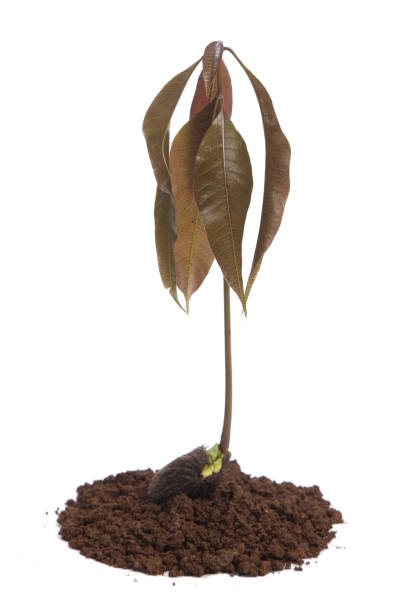 istock Mango seedling with seed and fresh leaves isolated on white 819569142