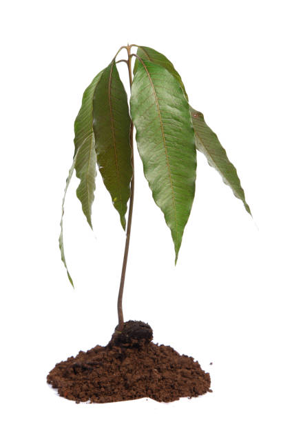 istock Mango seedling with seed and fresh leaves isolated on white 819569302