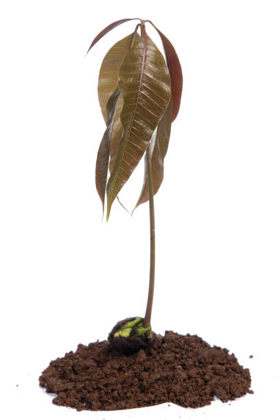istock Mango seedling with seed and fresh leaves isolated on white 819569344