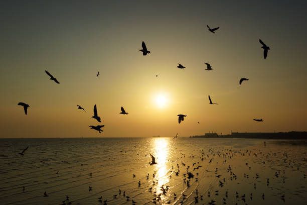 istock Beautiful sunset and flying birds over the sea surface 819573548