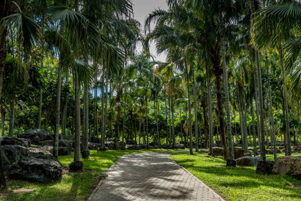 istock Concrete Pathway with palm trees in garden 819588258