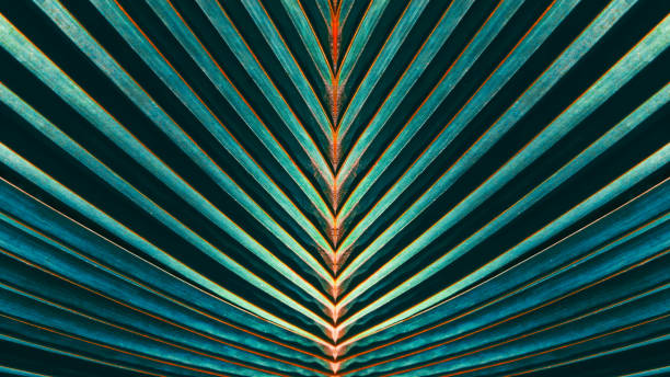 listrado de folha de palmeira, abstrata textura de fundo natureza - leaf leaf vein nature green - fotografias e filmes do acervo
