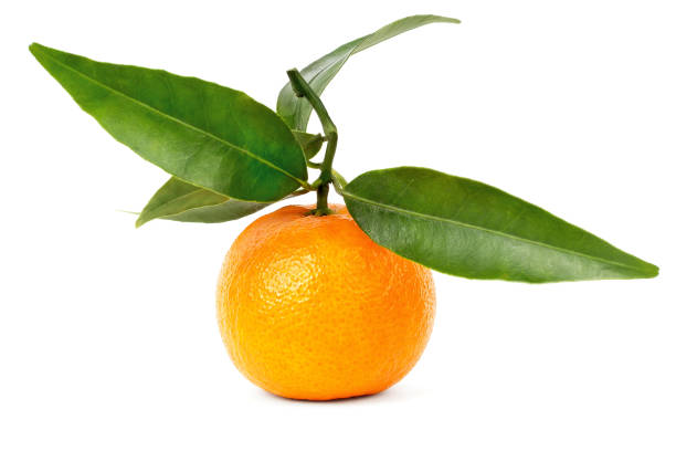 istock Fresh mandarin with branch and green leaves 819595670