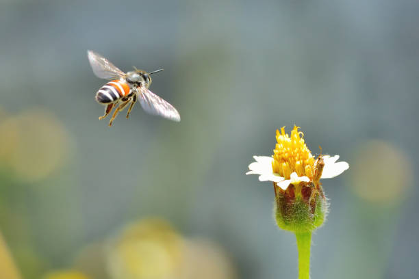 ハナバチフライングの花 - bee honey bee single flower honey ストックフォトと画像