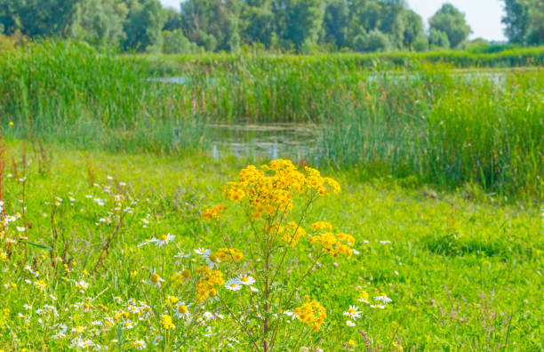 istock Wild flowers growing along a lake in summer 819599150