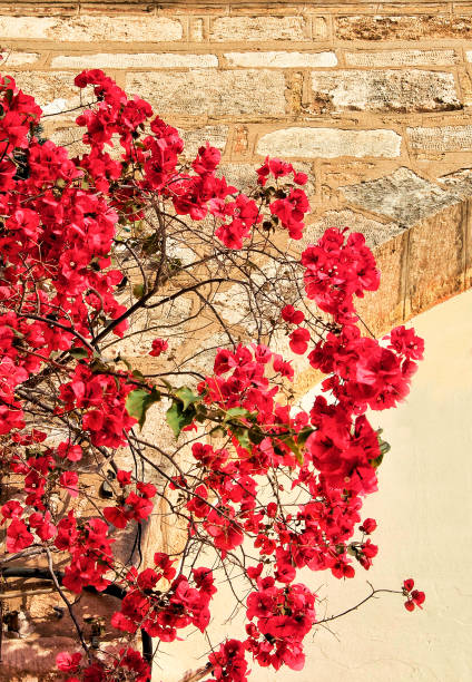 istock Bougainvillea plants with red flowers 819604956
