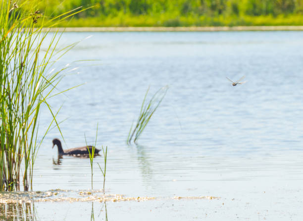 istock Dragonfly flying over a lake in sunlight in summer 819611864