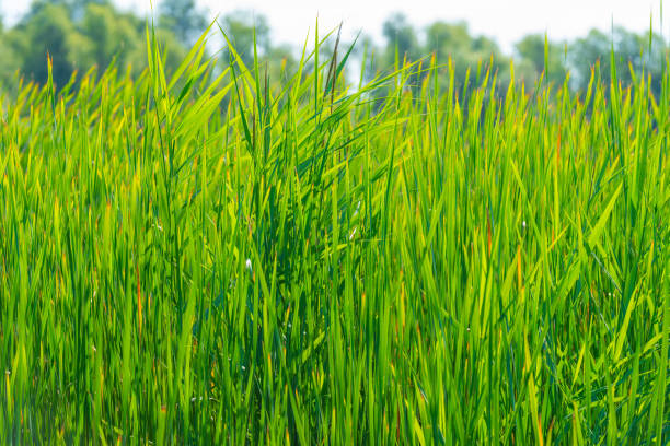 istock Green reed growing along a lake in sunlight in summer 819615054
