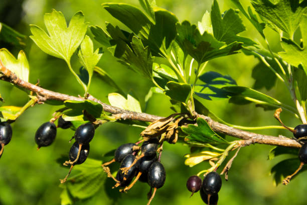istock Black currant berries on a bush close-up 819615760