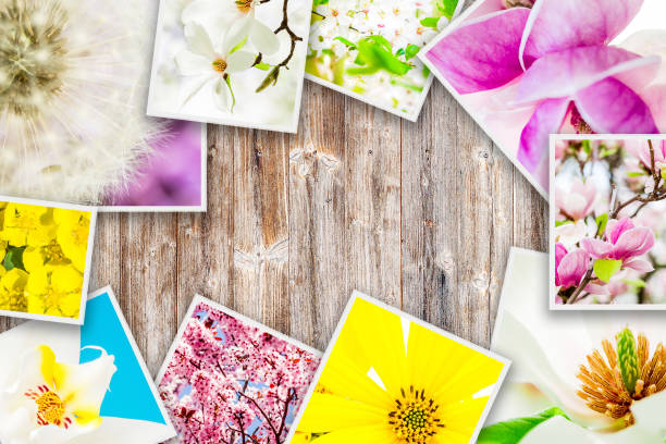 istock flowers forming collage on wooden background 819619404