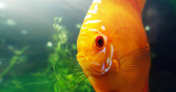istock The red discus can brighten up any fish tank 819629394